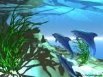 des dauphins